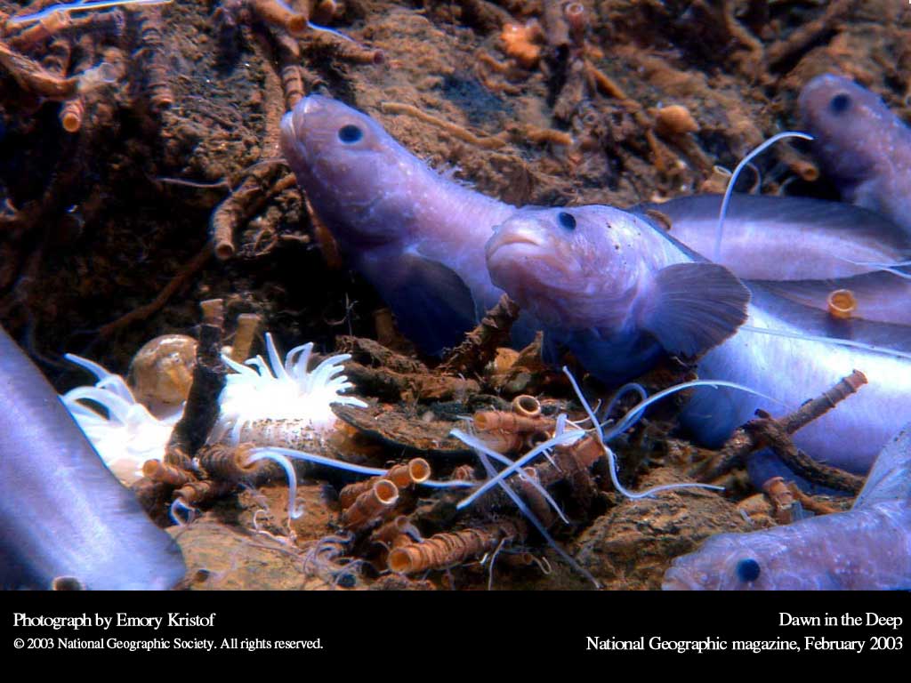 Подводные обои