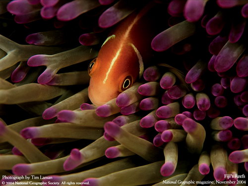 Подводные обои