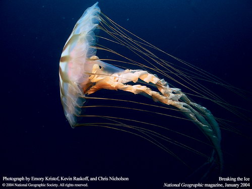 Подводные обои