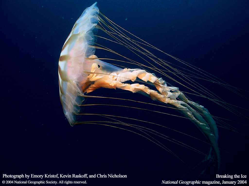 Подводные обои