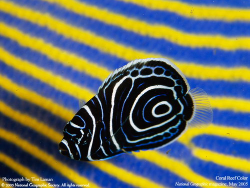 Подводные обои