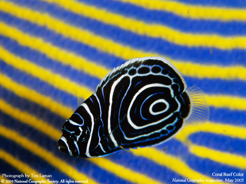 Подводные обои