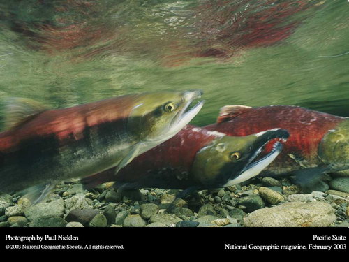 Подводные обои