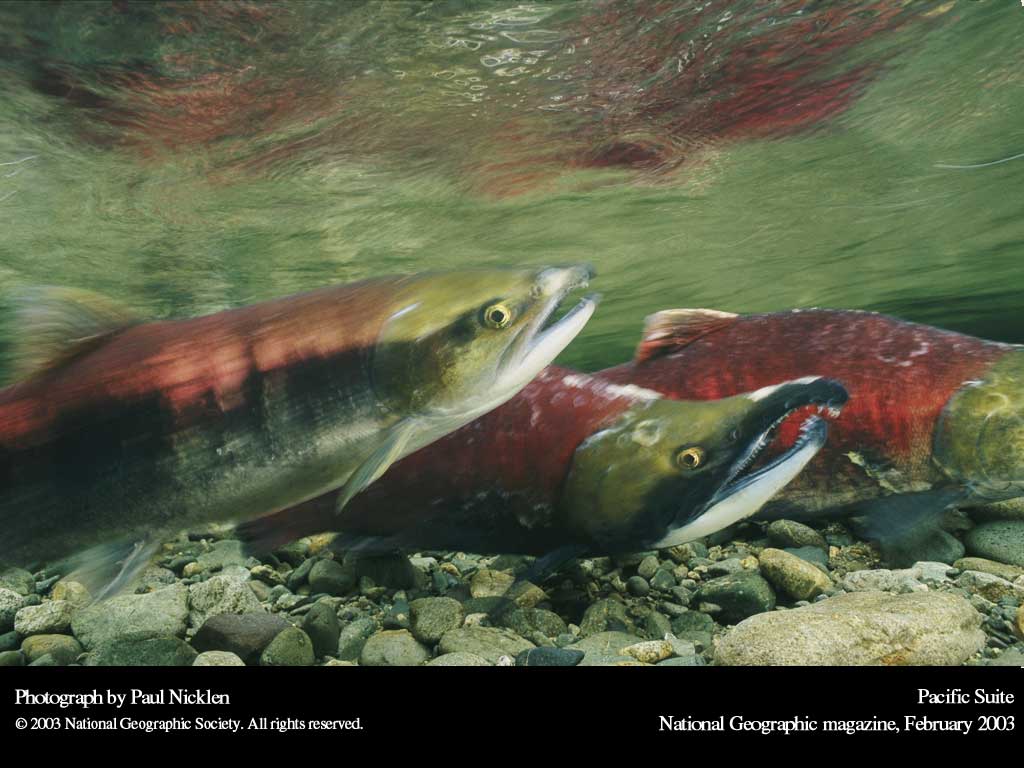 Подводные обои