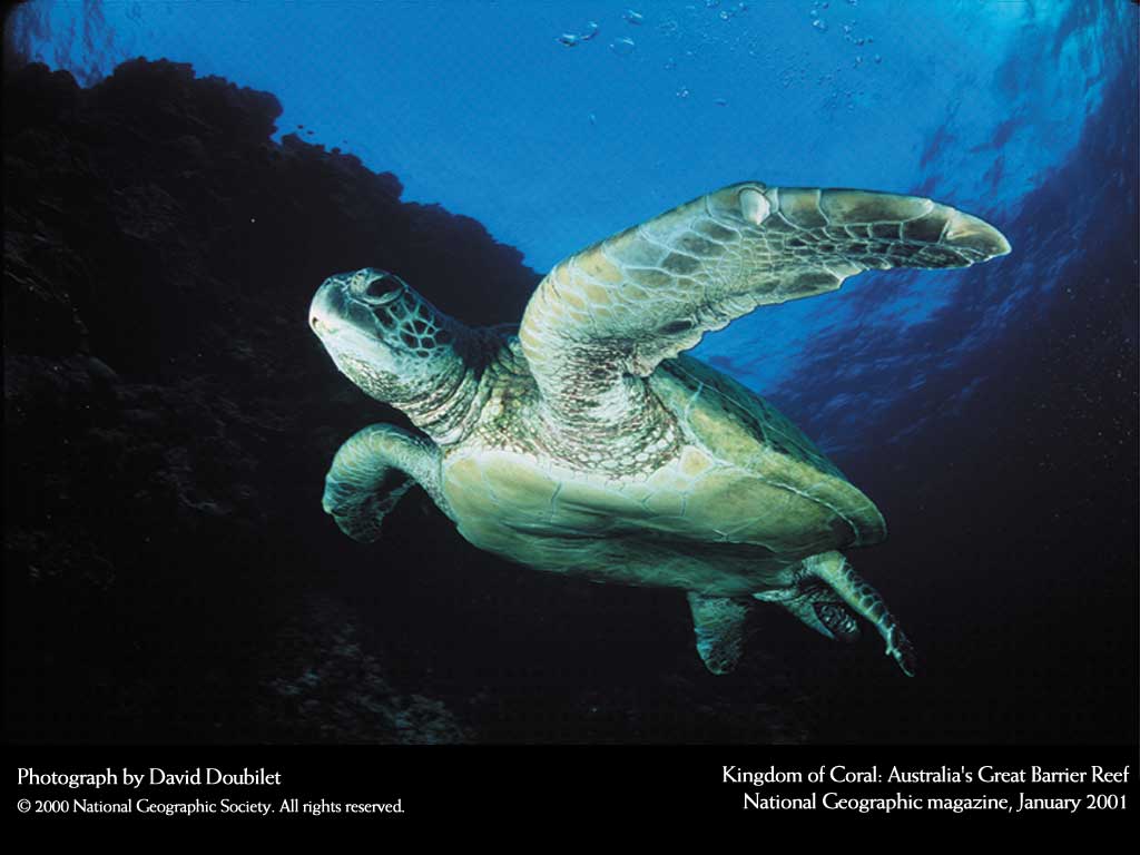 Подводные обои