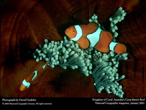 Подводные обои