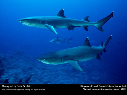 Подводные обои