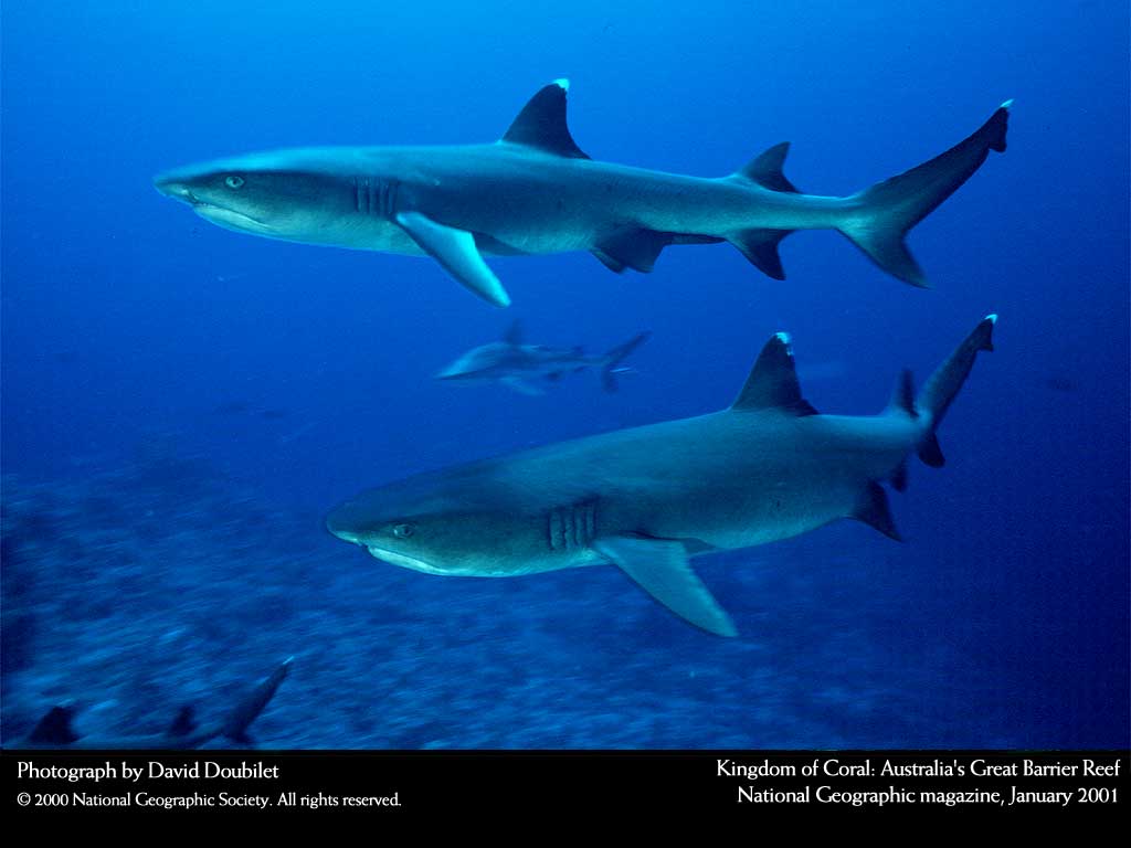 Подводные обои