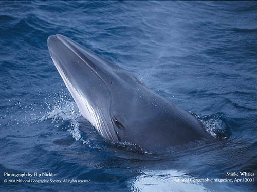 Подводные обои