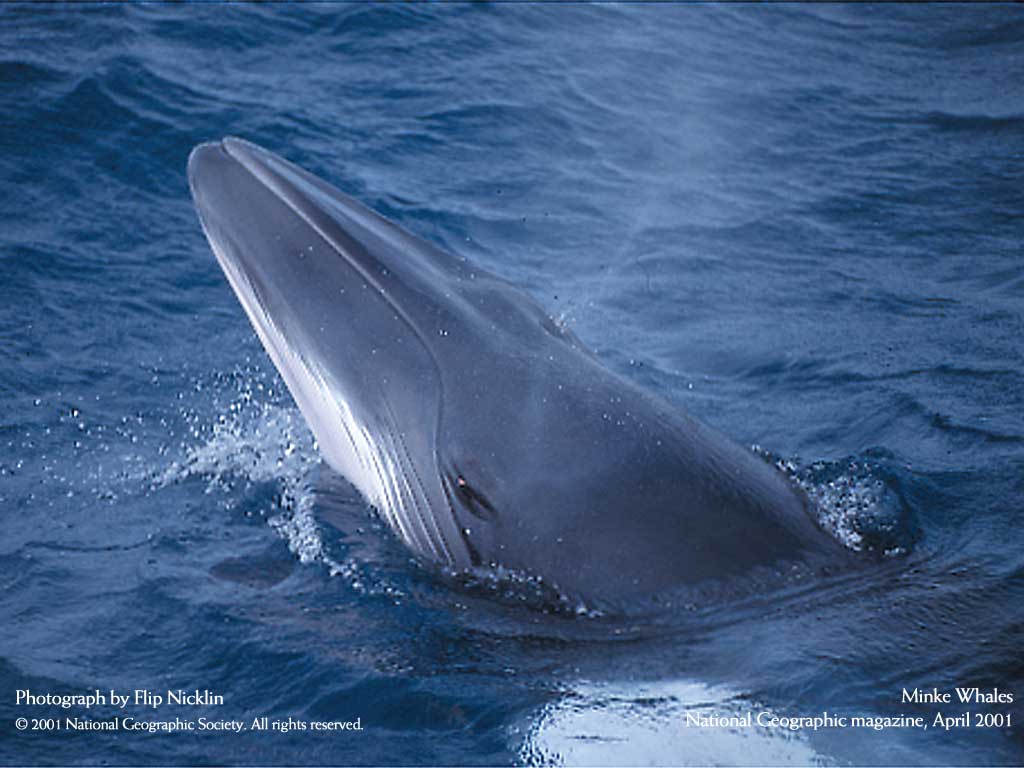 Подводные обои