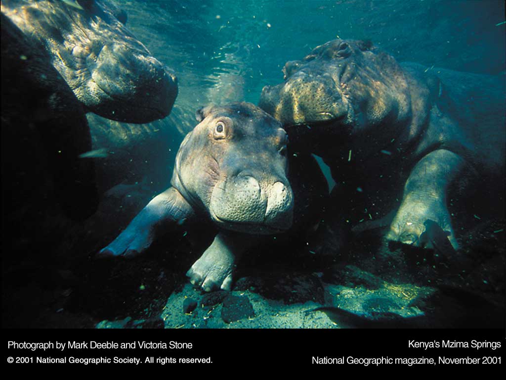 Подводные обои