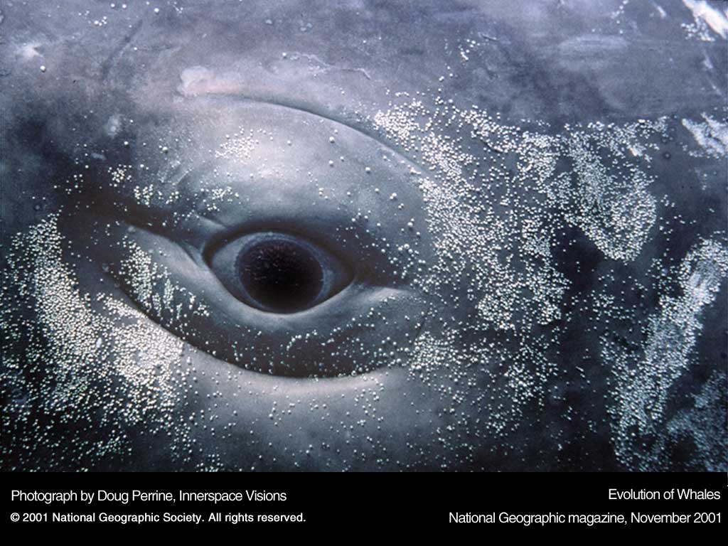 Подводные обои