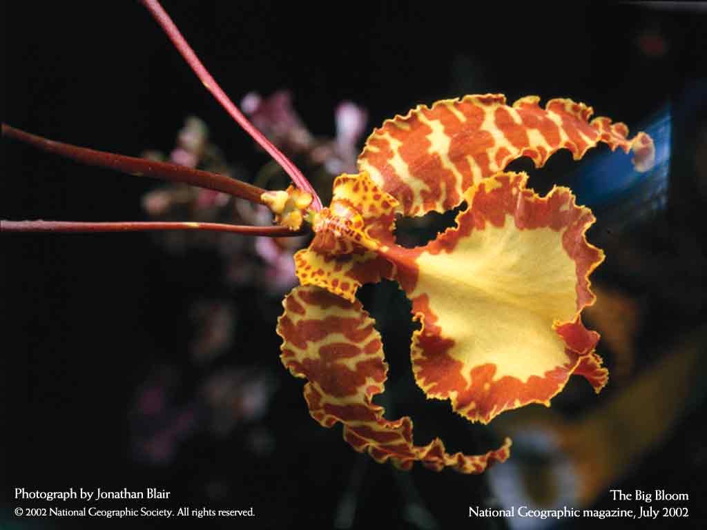 Подводные обои