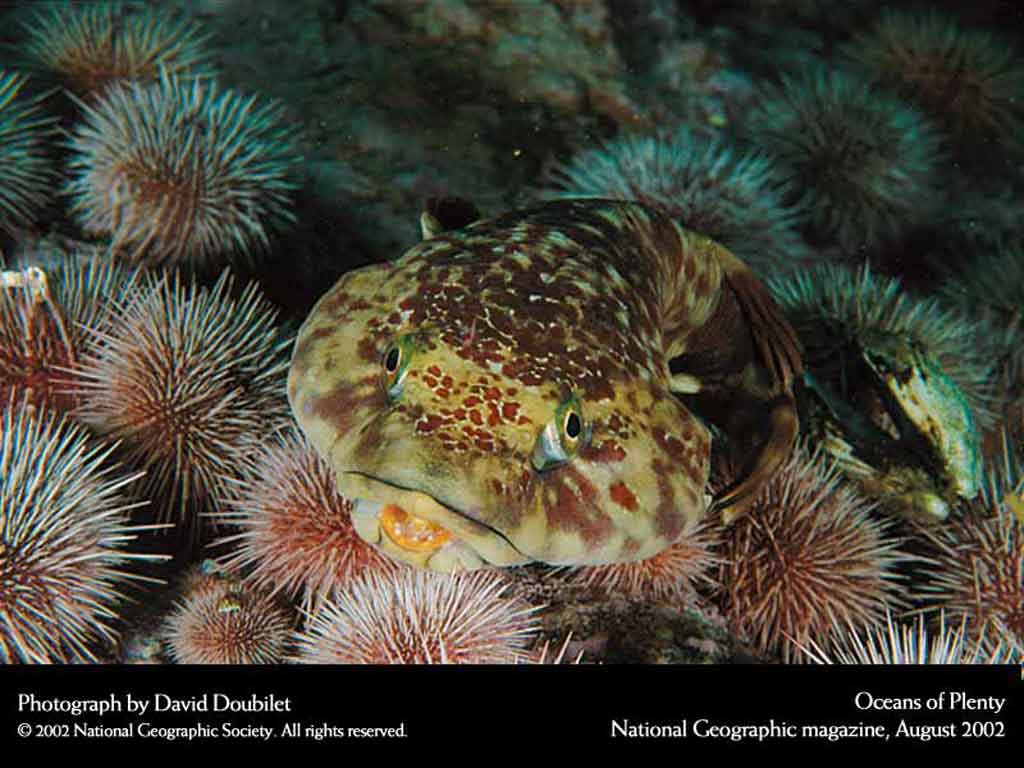 Подводные обои