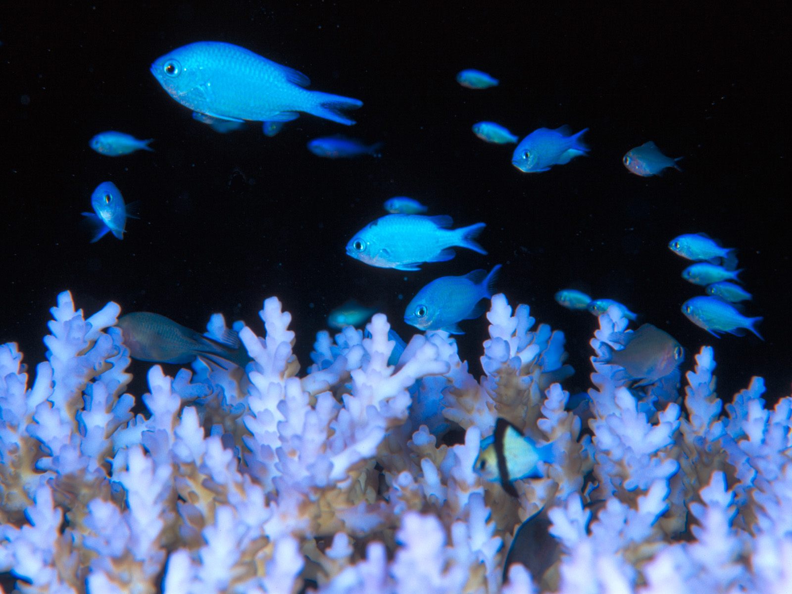 Морская тема