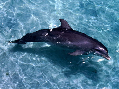 Морская тема