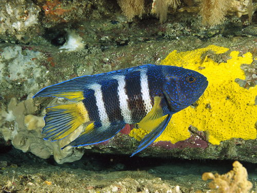 Морская тема