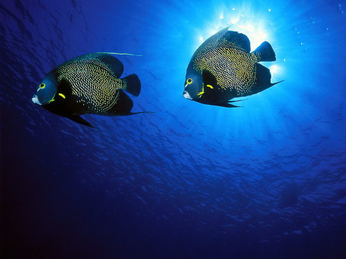 Морская тема