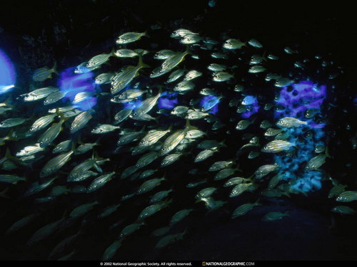 Морская тема