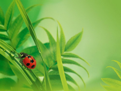 Коллекция обоев