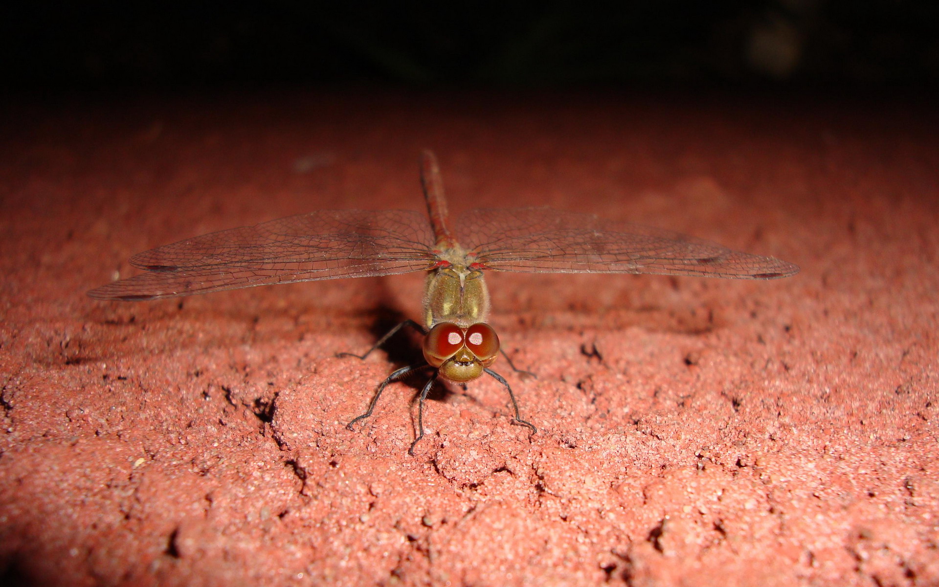 Стрекоза на рабочий стол