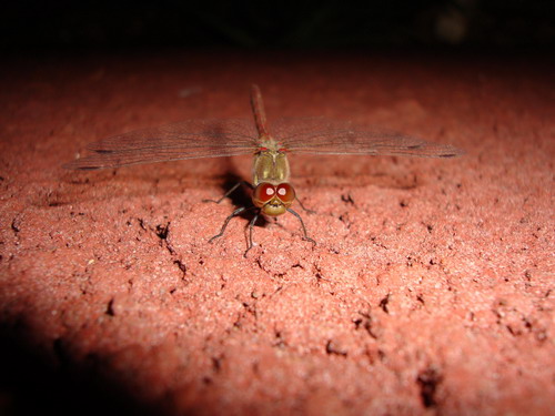 Стрекоза на рабочий стол