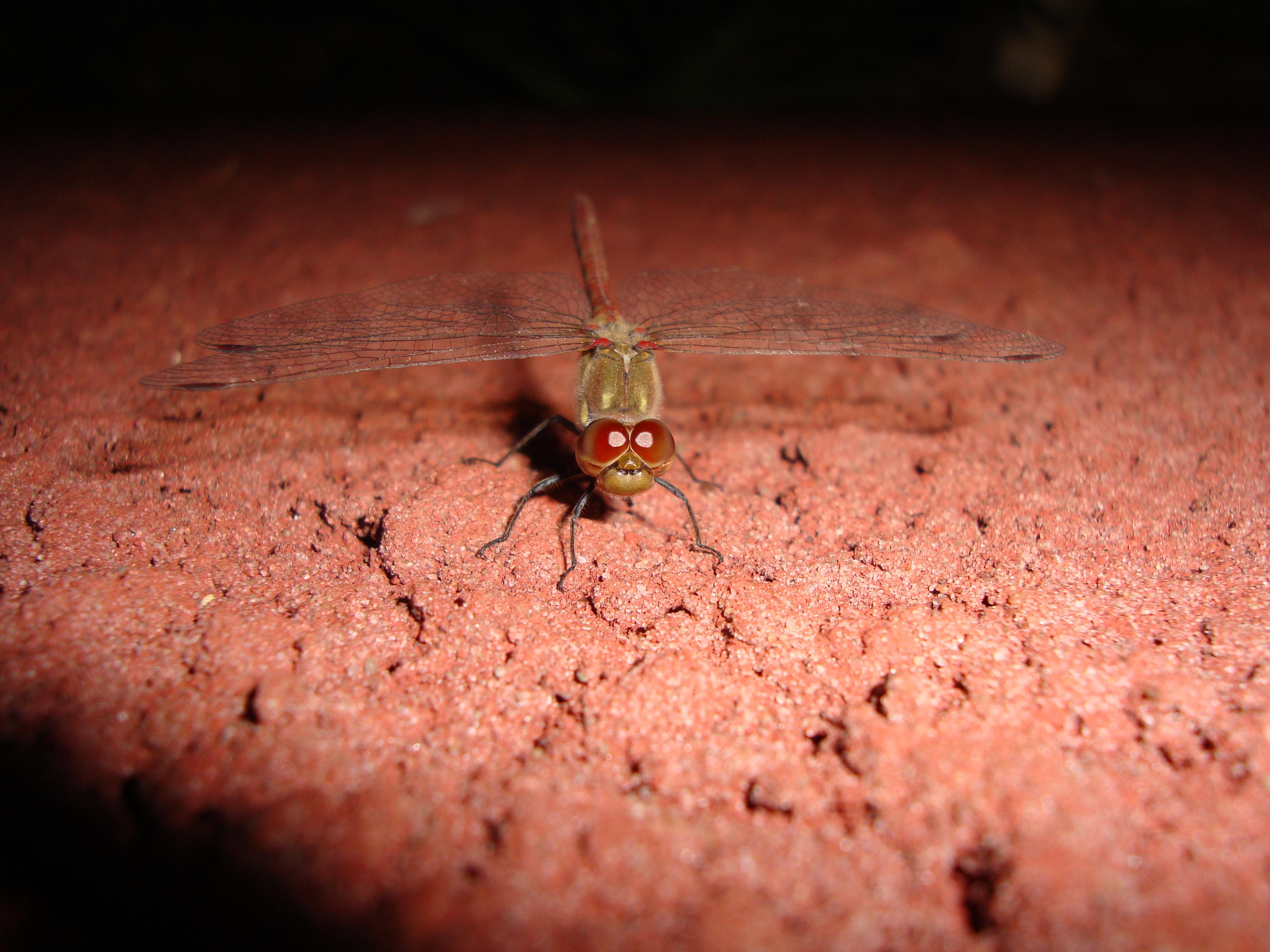Стрекоза на рабочий стол