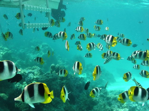 Летняя тема