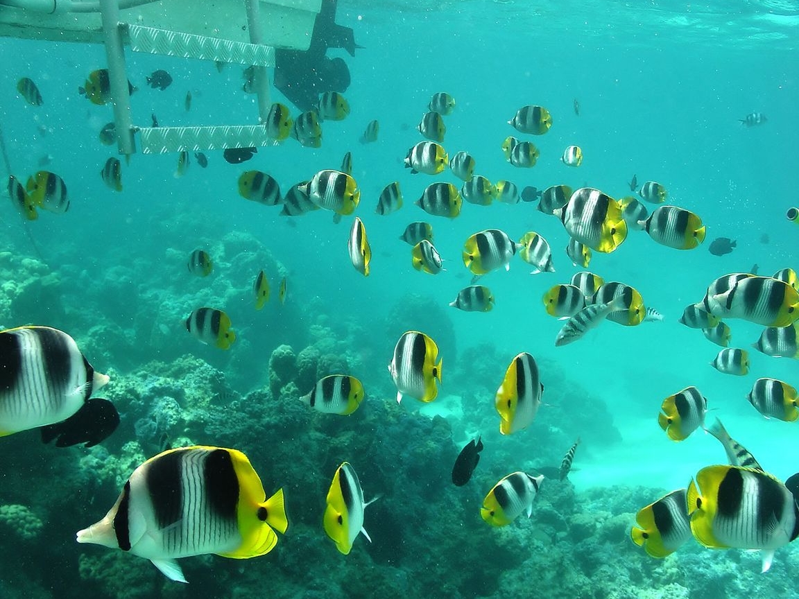 Летняя тема