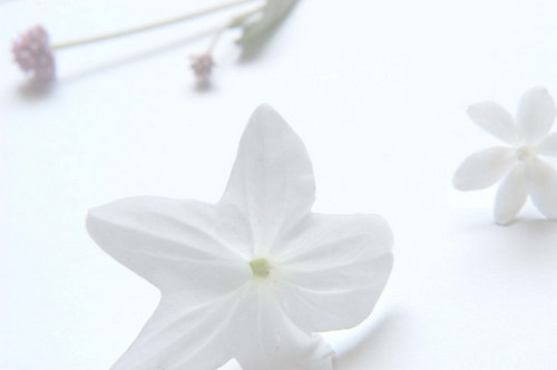 белые цветы в виде звездочек