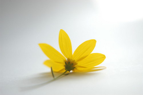 желтый цветок на белом фоне