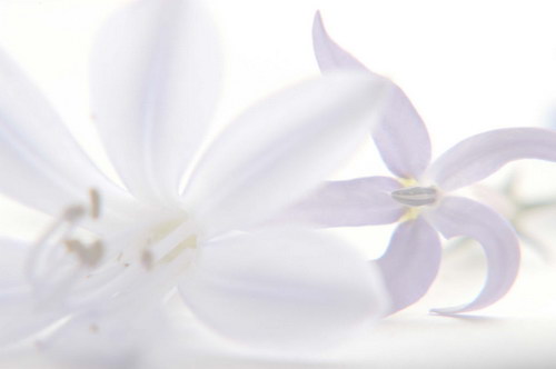 белые лилии в ярком белом свете