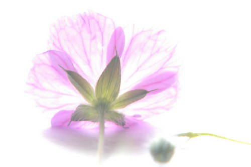 розовый цветок на свету