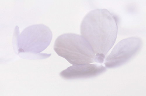 белые нежные цветы на белом фоне
