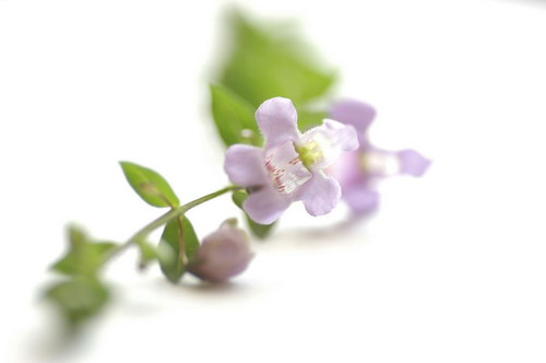 композиция из цветка на рабочий стол