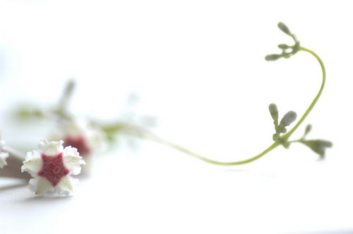 странный цветок