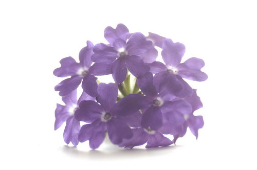 букет из лепестков сирени