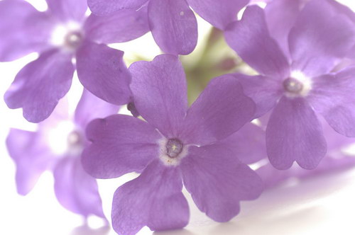 утонченные фиолетовые цветки