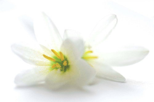 Нежные белые лилии