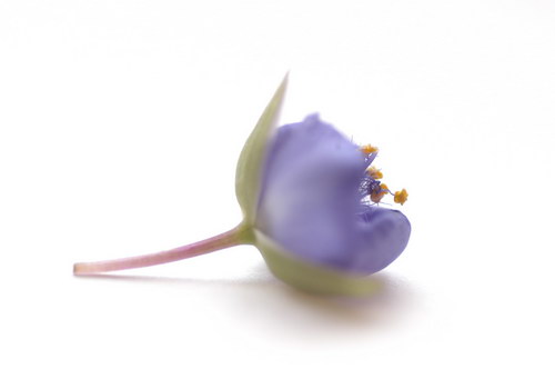 цветок в карман пиджака