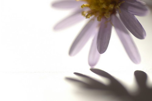 отражение белой ромашки