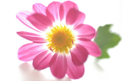 розовый светящийся цветок