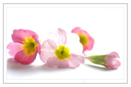 розовые полевые цветы