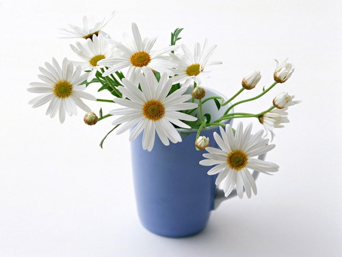 ромашки в синем стакане
