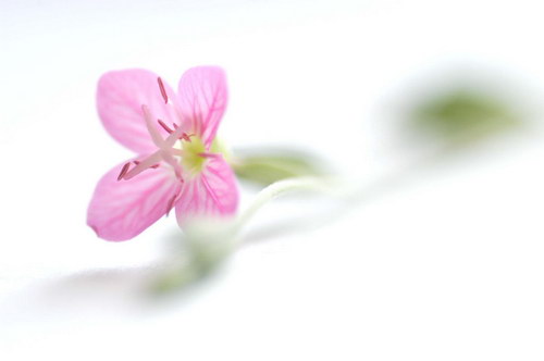 розовый лепесток