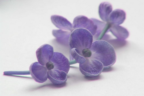 лепестки сирени