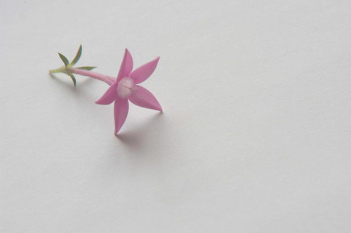 Нежный розовый цветок