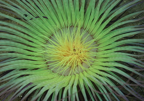 Подводный мир