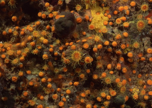 Подводный мир