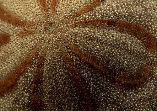 Подводный мир